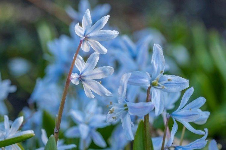 Пролески – фото