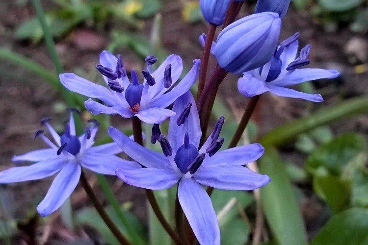 Пролески – фото