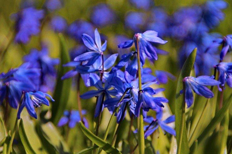 Пролески – фото