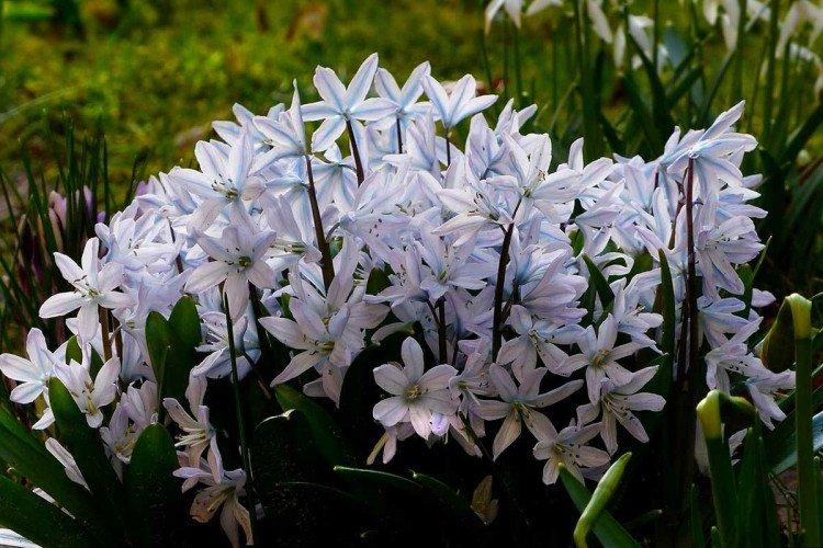 Пролески – фото