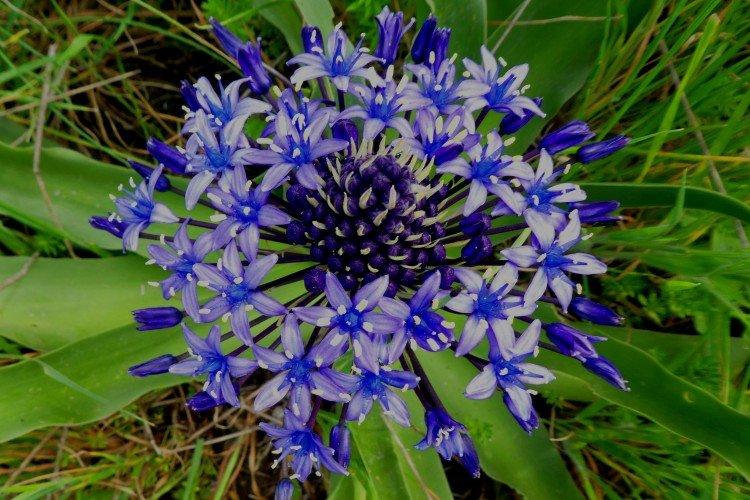 Пролески – фото