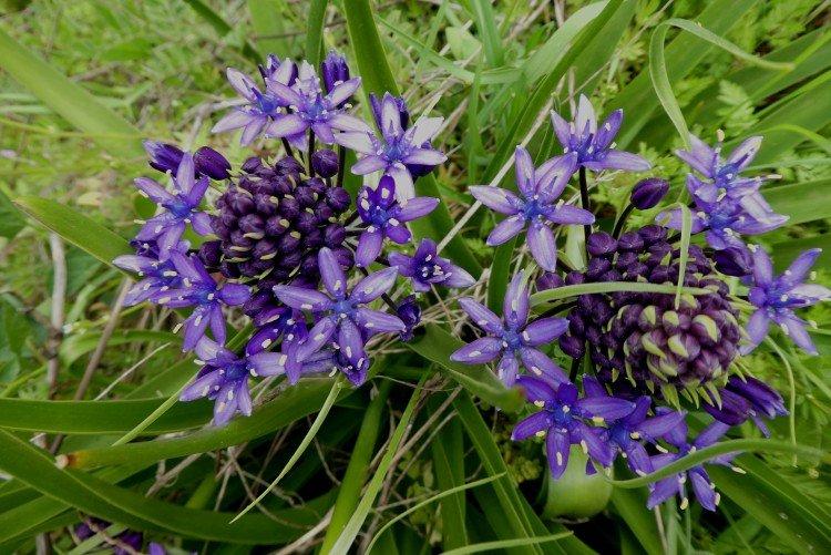 Пролески – фото