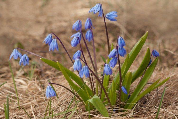 Пролески – фото