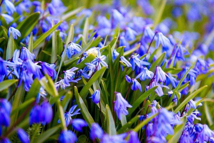 Пролески – фото