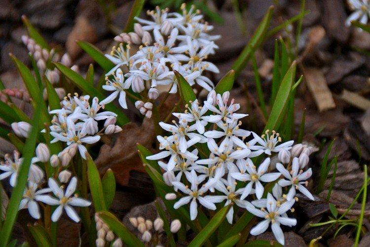 Двулистная пролеска