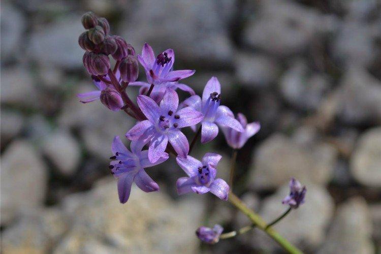 Осенняя пролеска