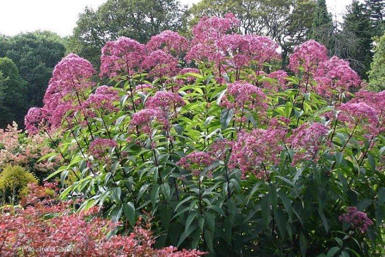 Удобрения и подкормка