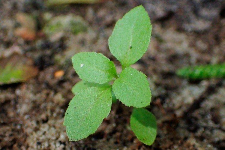 Посадка и размножение