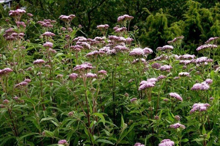 Борьба с вредителями и болезнями