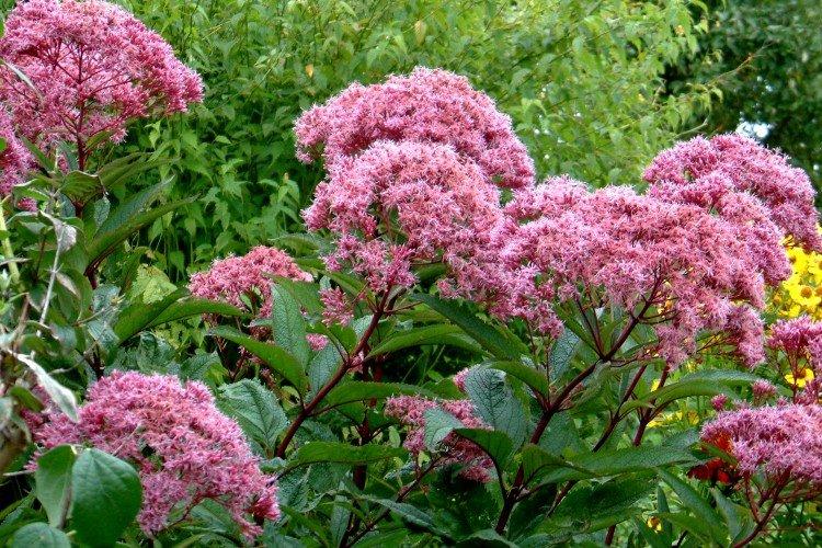 Посконник – фото