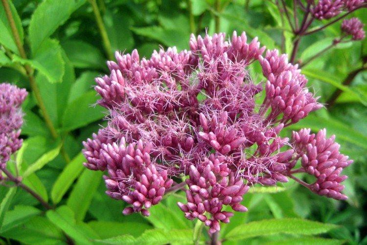 Посконник – фото