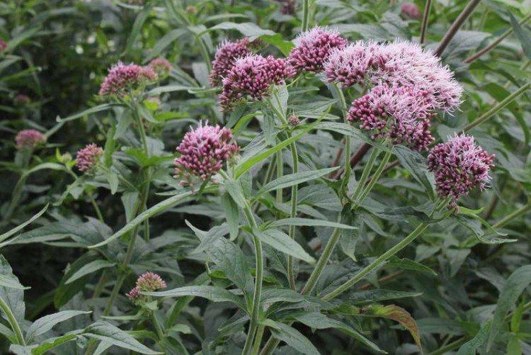 Коноплевый посконник