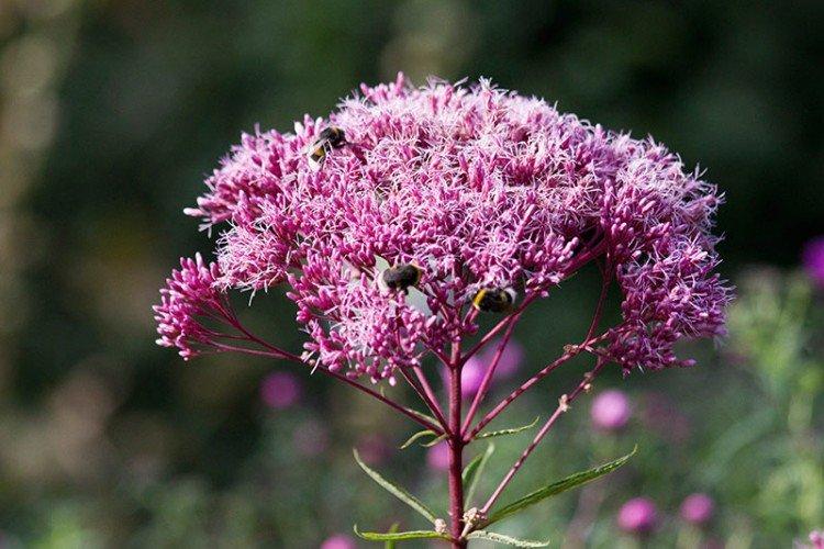 Посконник – фото