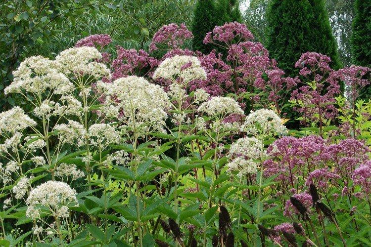 Посконник – фото