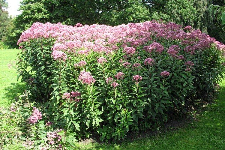 Посконник – фото