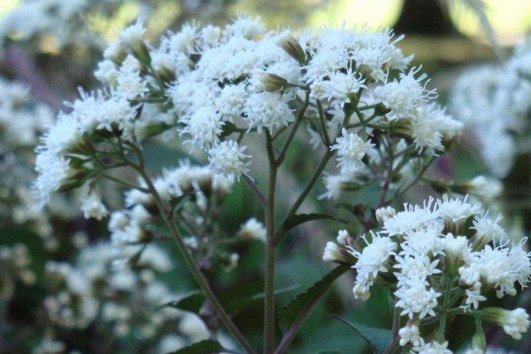 Посконник – фото