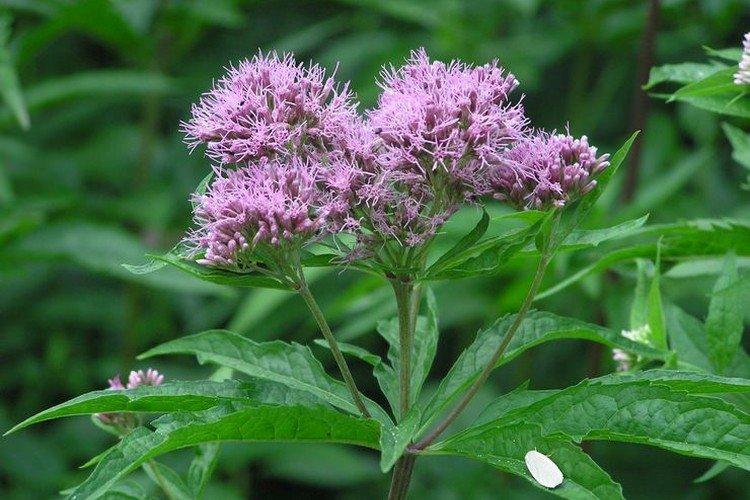 Посконник – фото