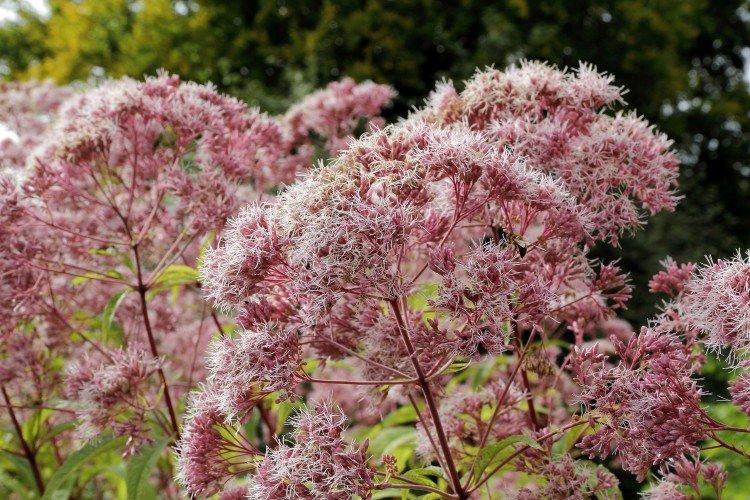 Посконник – фото