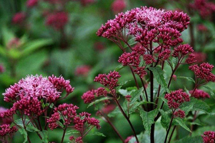 Посконник – фото