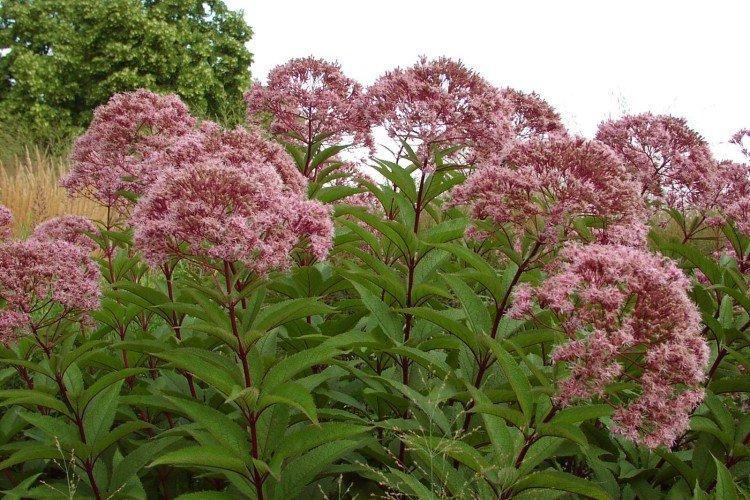 Пурпурный посконник