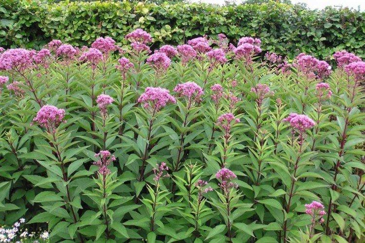 Посконник – фото