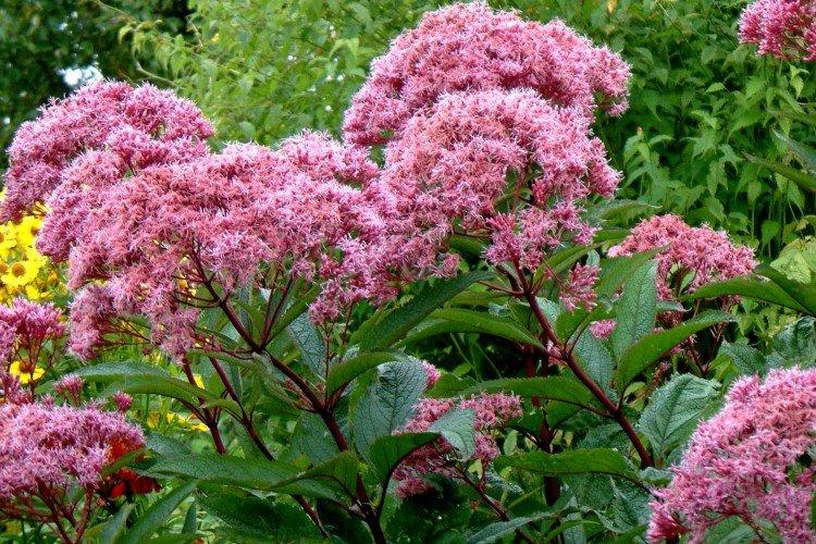 Посконник – фото