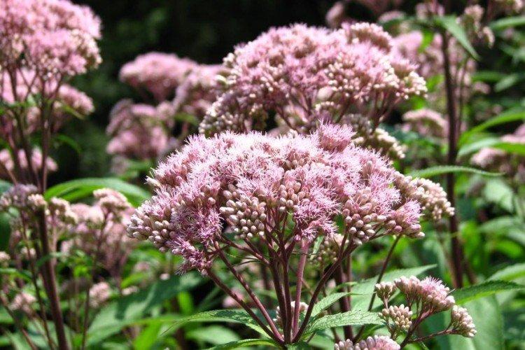 Посконник – фото