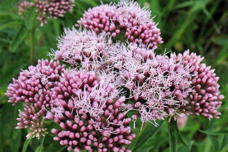 Посконник – фото