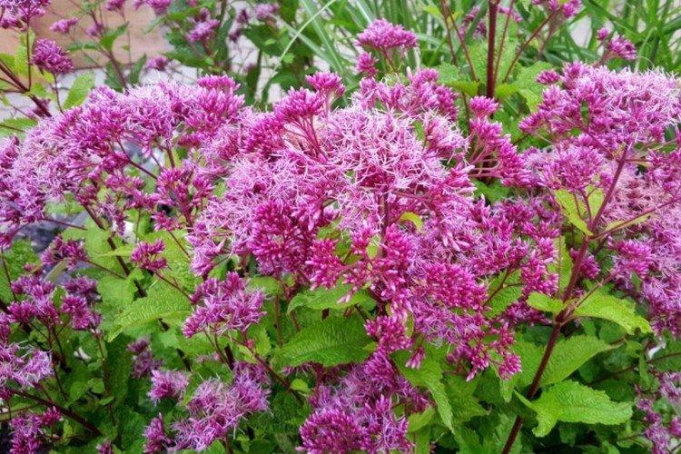 Посконник – фото