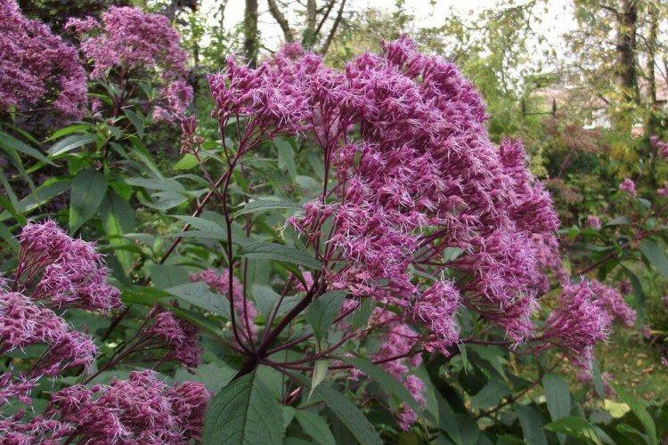 Посконник – фото