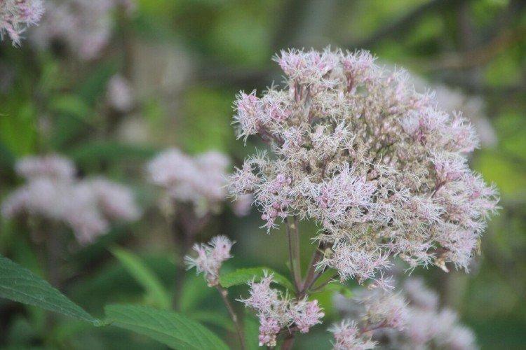 Посконник – фото
