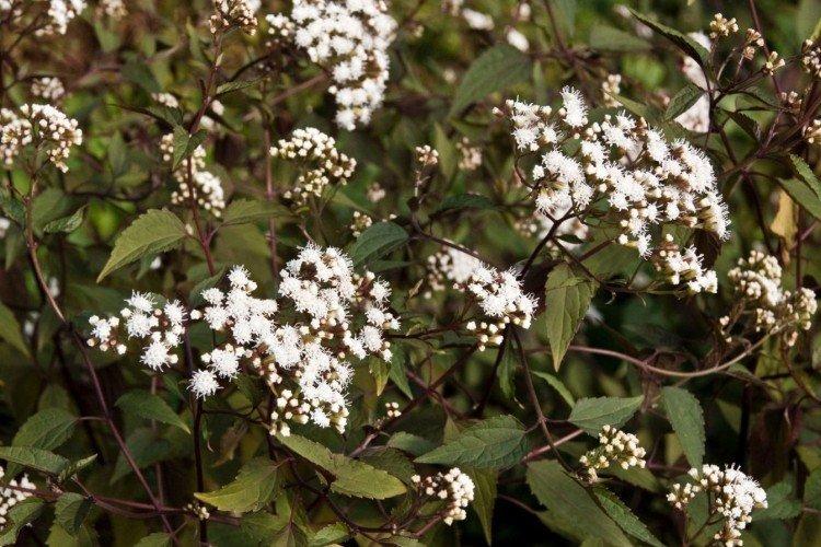 Морщинистый посконник