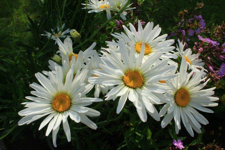 Общая информация