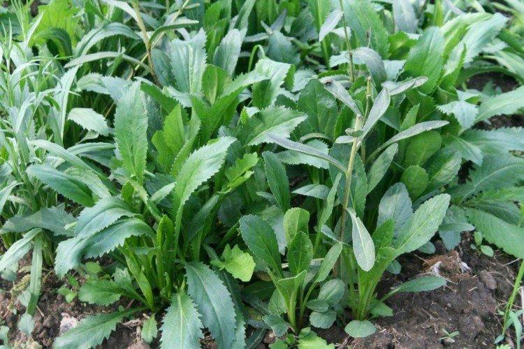 Посадка и размножение