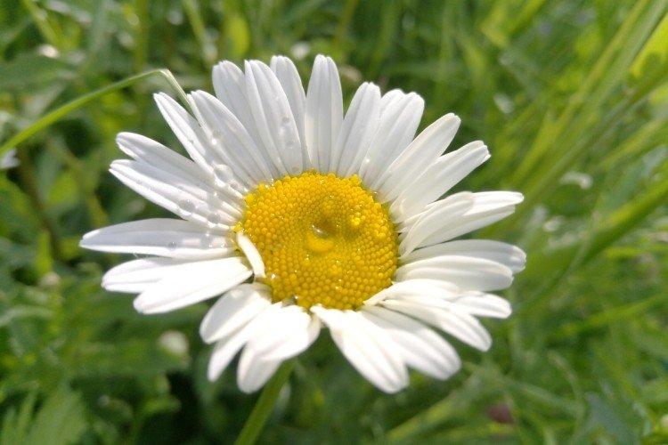 Нивяник – фото