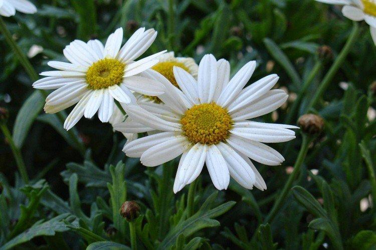 Нивяник – фото