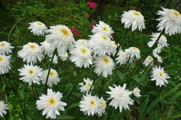 Нивяник – фото