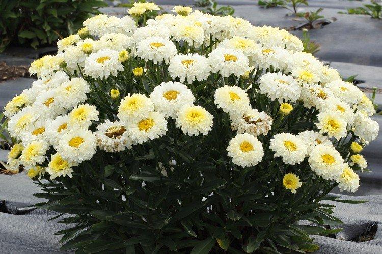 Нивяник – фото