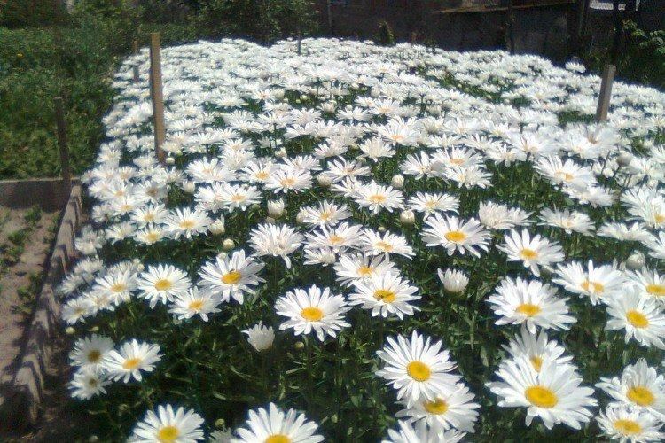 Нивяник – фото