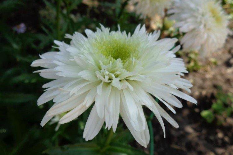 Нивяник – фото