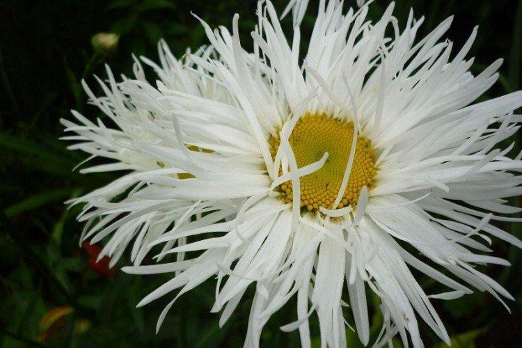 Нивяник – фото