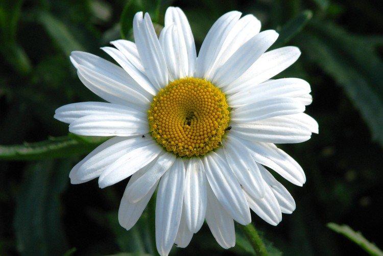 Нивяник – фото