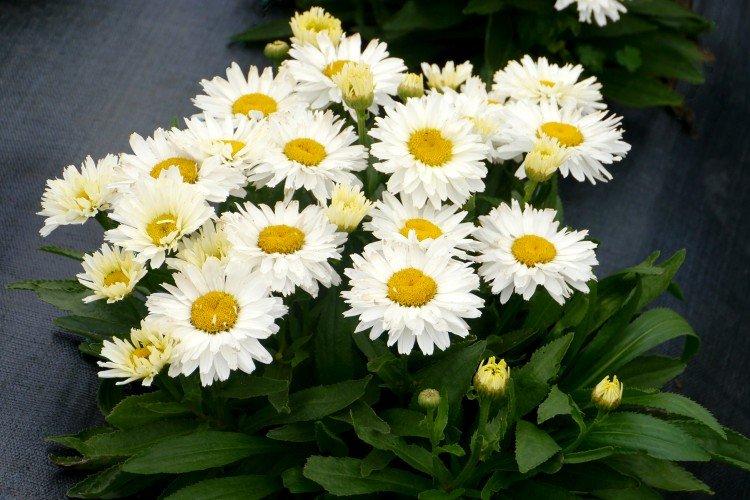 Нивяник – фото