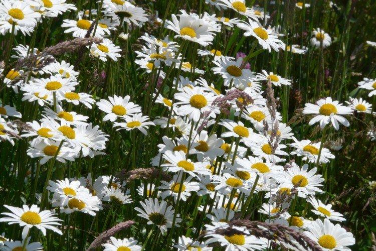 Нивяник – фото