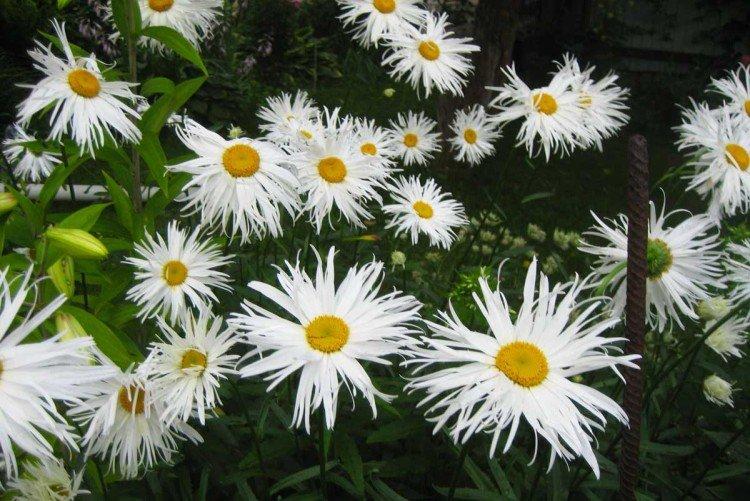 Нивяник – фото