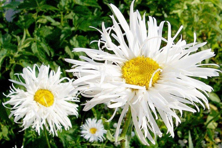 Нивяник – фото