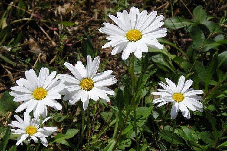 Курильский нивяник