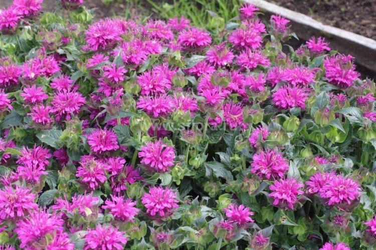 Удобрения и подкормка