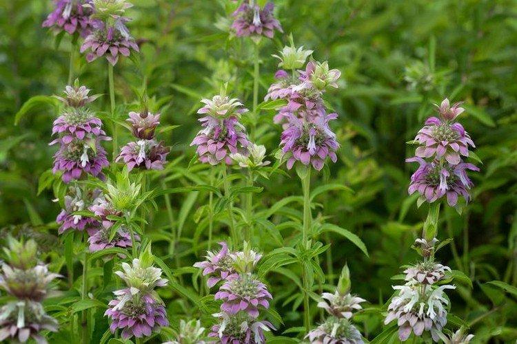 Монарда – фото