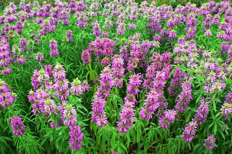 Монарда – фото